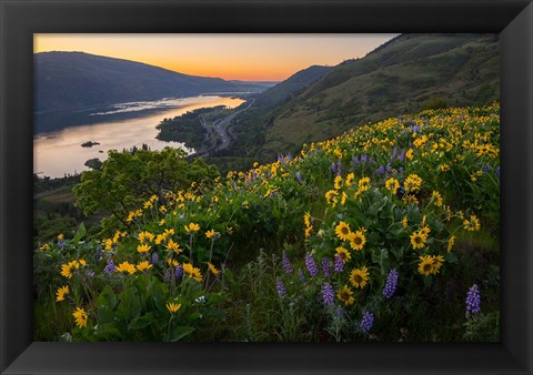 Framed Wildflowers At Rowena Plateau,  Oregon Print