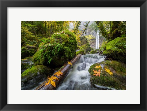 Framed Autumn At Elowah Falls, Oregon Print