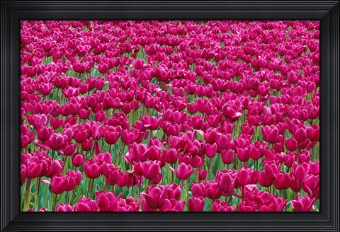 Framed Field Of Purple Tulips In Spring, Willamette Valley, Oregon Print