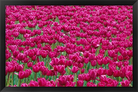 Framed Field Of Purple Tulips In Spring, Willamette Valley, Oregon Print