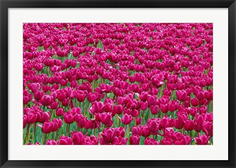 Framed Field Of Purple Tulips In Spring, Willamette Valley, Oregon Print