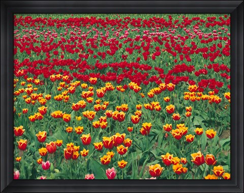 Framed Field Of Colorful Tulips In Spring, Willamette Valley, Oregon Print