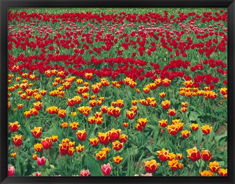 Framed Field Of Colorful Tulips In Spring, Willamette Valley, Oregon Print