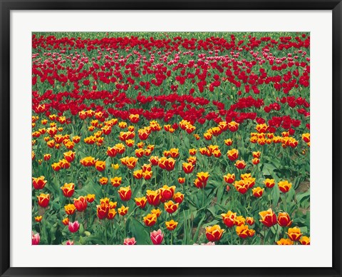 Framed Field Of Colorful Tulips In Spring, Willamette Valley, Oregon Print