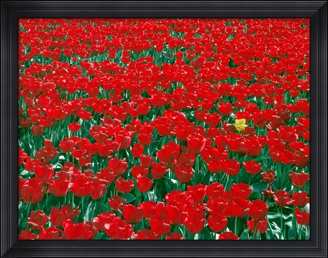Framed Lone Yellow Tulip Among Field Of Red Tulips, Oregon Print