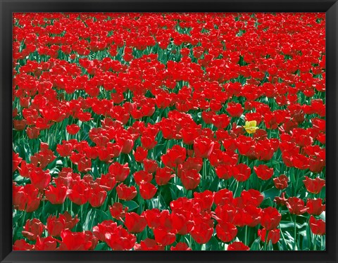 Framed Lone Yellow Tulip Among Field Of Red Tulips, Oregon Print