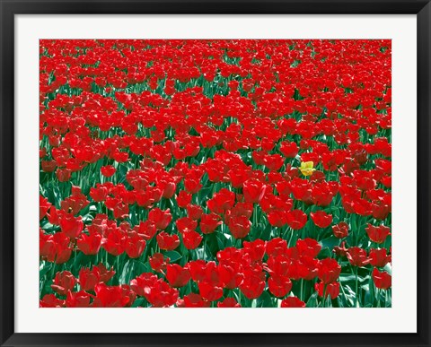 Framed Lone Yellow Tulip Among Field Of Red Tulips, Oregon Print