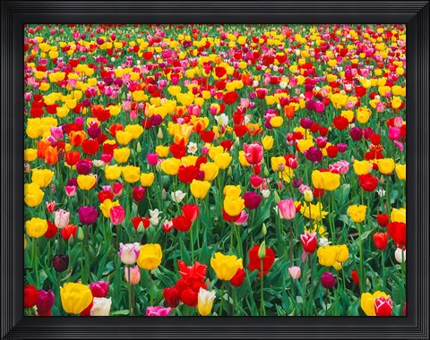 Framed Field Of Bright Tulips In Spring, Oregon Print