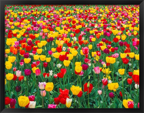 Framed Field Of Bright Tulips In Spring, Oregon Print