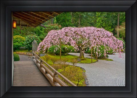 Framed Weeping Cherry Tree, Portland Japanese Garden, Oregon Print