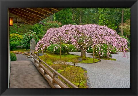 Framed Weeping Cherry Tree, Portland Japanese Garden, Oregon Print