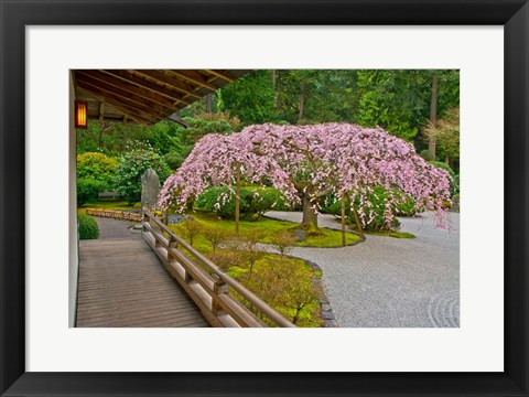 Framed Weeping Cherry Tree, Portland Japanese Garden, Oregon Print