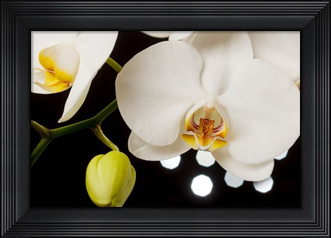 Framed White Hybrid Orchids On Black Print
