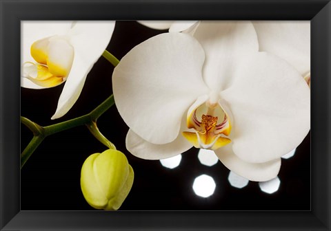 Framed White Hybrid Orchids On Black Print