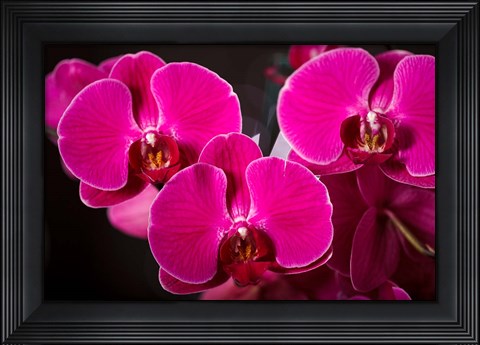 Framed Purple Hybrid Orchids On Black Print