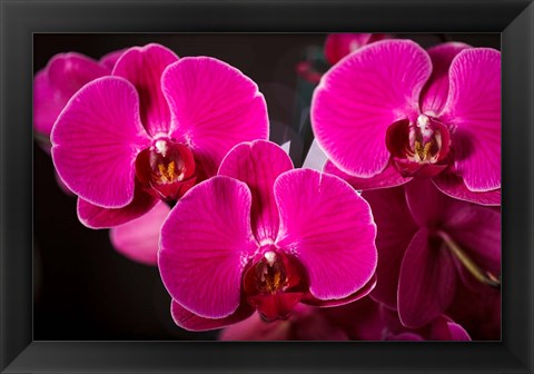 Framed Purple Hybrid Orchids On Black Print