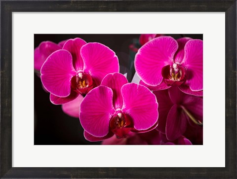 Framed Purple Hybrid Orchids On Black Print