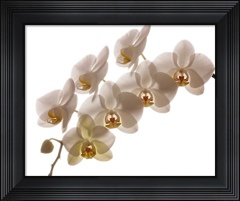 Framed White Hybrid Orchids On White Print