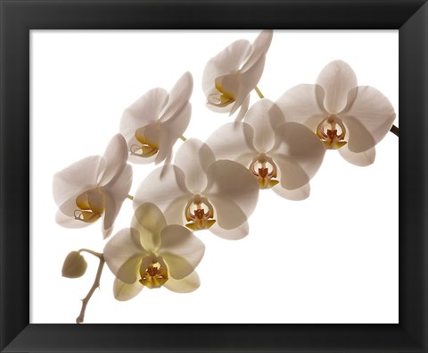 Framed White Hybrid Orchids On White Print