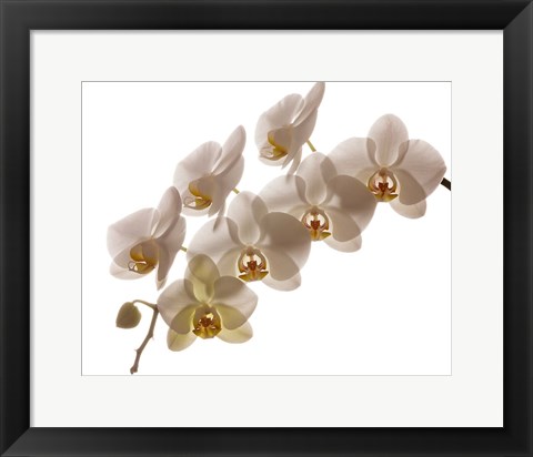 Framed White Hybrid Orchids On White Print