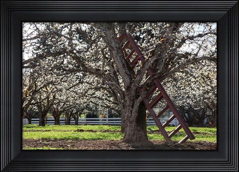 Framed Ladder In An Orchard Tree, Oregon Print