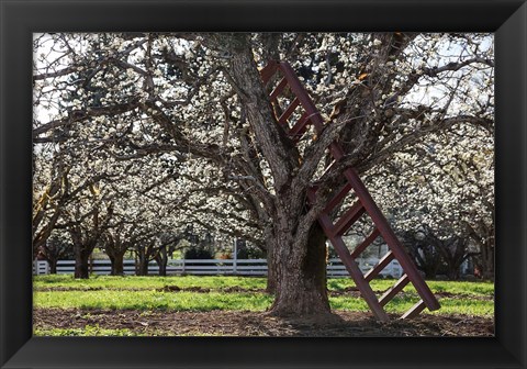 Framed Ladder In An Orchard Tree, Oregon Print