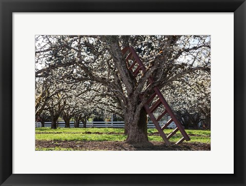 Framed Ladder In An Orchard Tree, Oregon Print