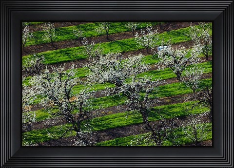 Framed Rows Of Orchard Trees, Oregon Print