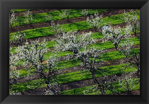 Framed Rows Of Orchard Trees, Oregon Print