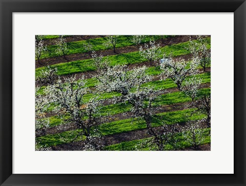 Framed Rows Of Orchard Trees, Oregon Print