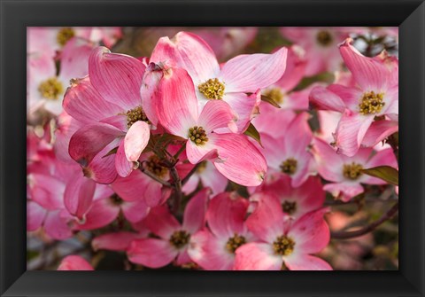 Framed Pink Flowering Dogwood Print