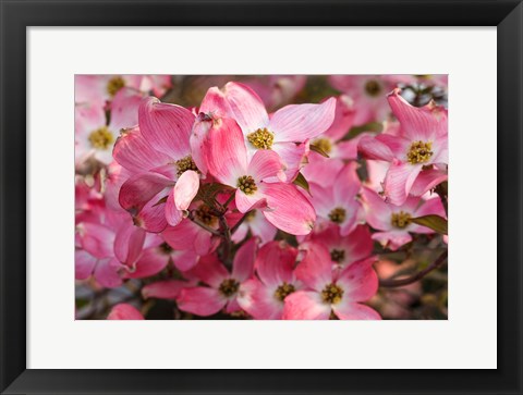 Framed Pink Flowering Dogwood Print