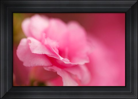 Framed Bright Pink Azalea Print