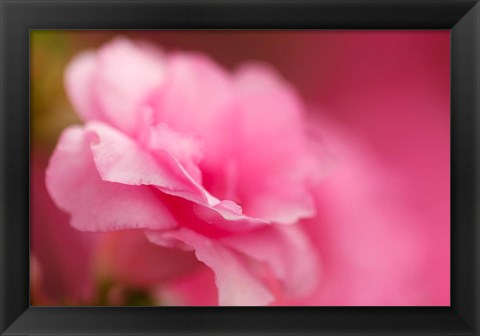 Framed Bright Pink Azalea Print