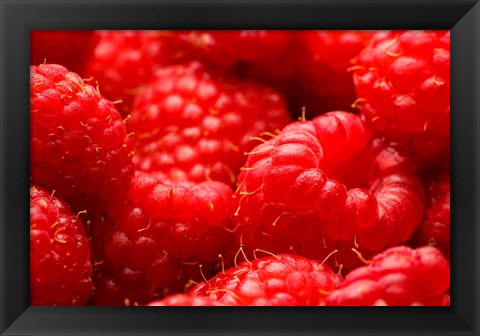 Framed Close-Up Of Fresh Raspberries Print