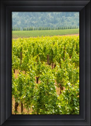 Framed Winery And Vineyard In Dundee Hills, Oregon Print