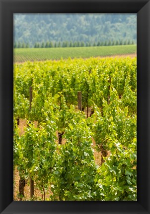 Framed Winery And Vineyard In Dundee Hills, Oregon Print