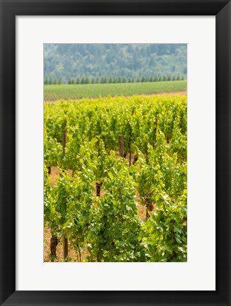 Framed Winery And Vineyard In Dundee Hills, Oregon Print