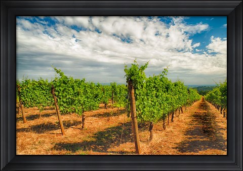Framed Dundee Hills Vineyard, Oregon Print