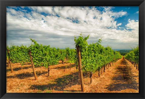 Framed Dundee Hills Vineyard, Oregon Print