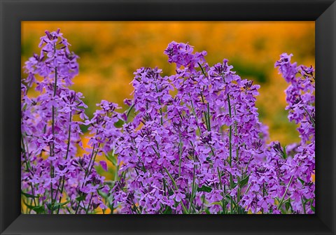 Framed Rocket Plants In Full Bloom, Oregon Print