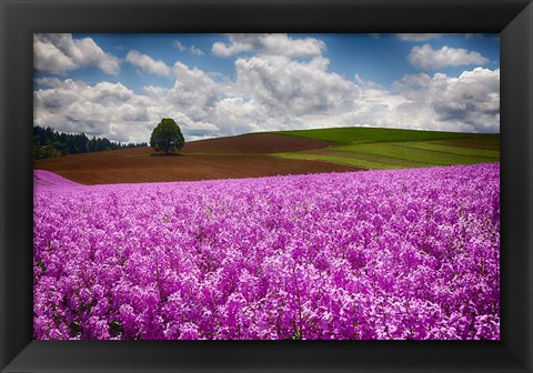 Framed Willamette Valle With Dames Rocket Plants, Oregon Print