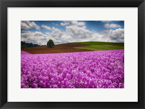 Framed Willamette Valle With Dames Rocket Plants, Oregon Print