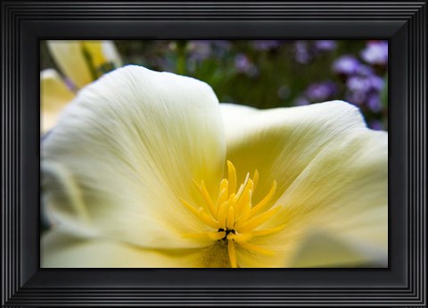 Framed Close-Up Of Poppy In Bloom Print