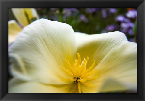 Framed Close-Up Of Poppy In Bloom Print