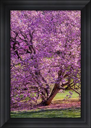 Framed Tree In Bloom, Pennsylvania Print