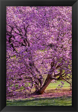 Framed Tree In Bloom, Pennsylvania Print