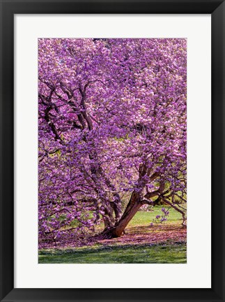 Framed Tree In Bloom, Pennsylvania Print