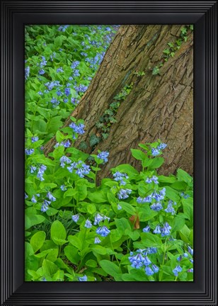 Framed Spring Flowers Blossoming Around A Tree Trunk Print