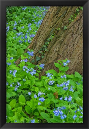 Framed Spring Flowers Blossoming Around A Tree Trunk Print